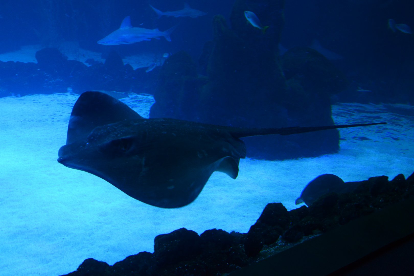 Broad stingray (Bathytoshia lata)
