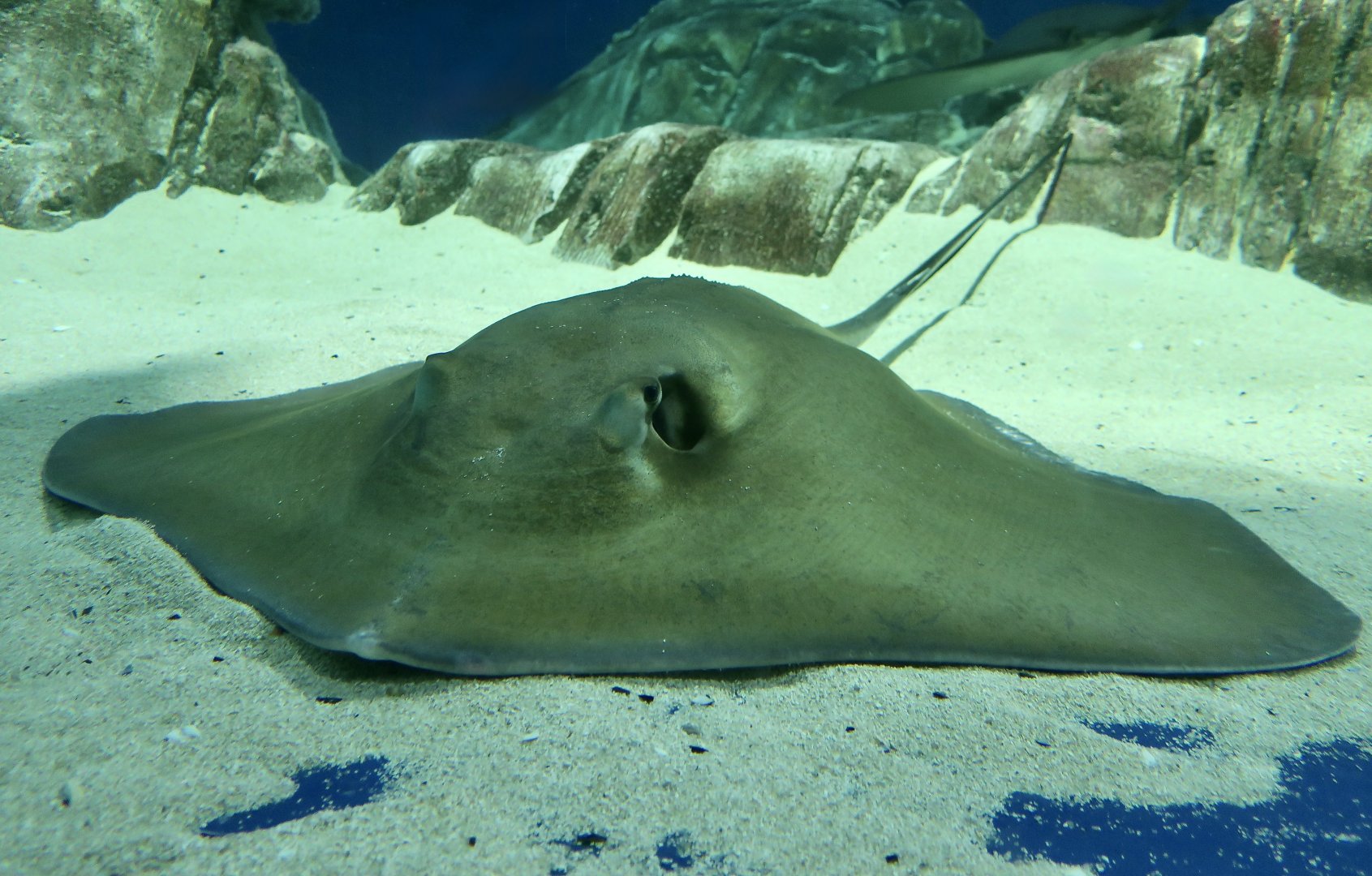Broad Stingray (Bathytoshia lata)