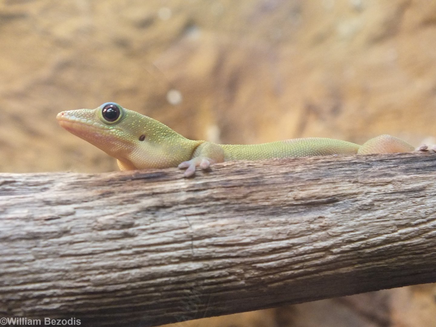 Broad-tailed Day-gecko - Wroclaw Zoo Terrarium