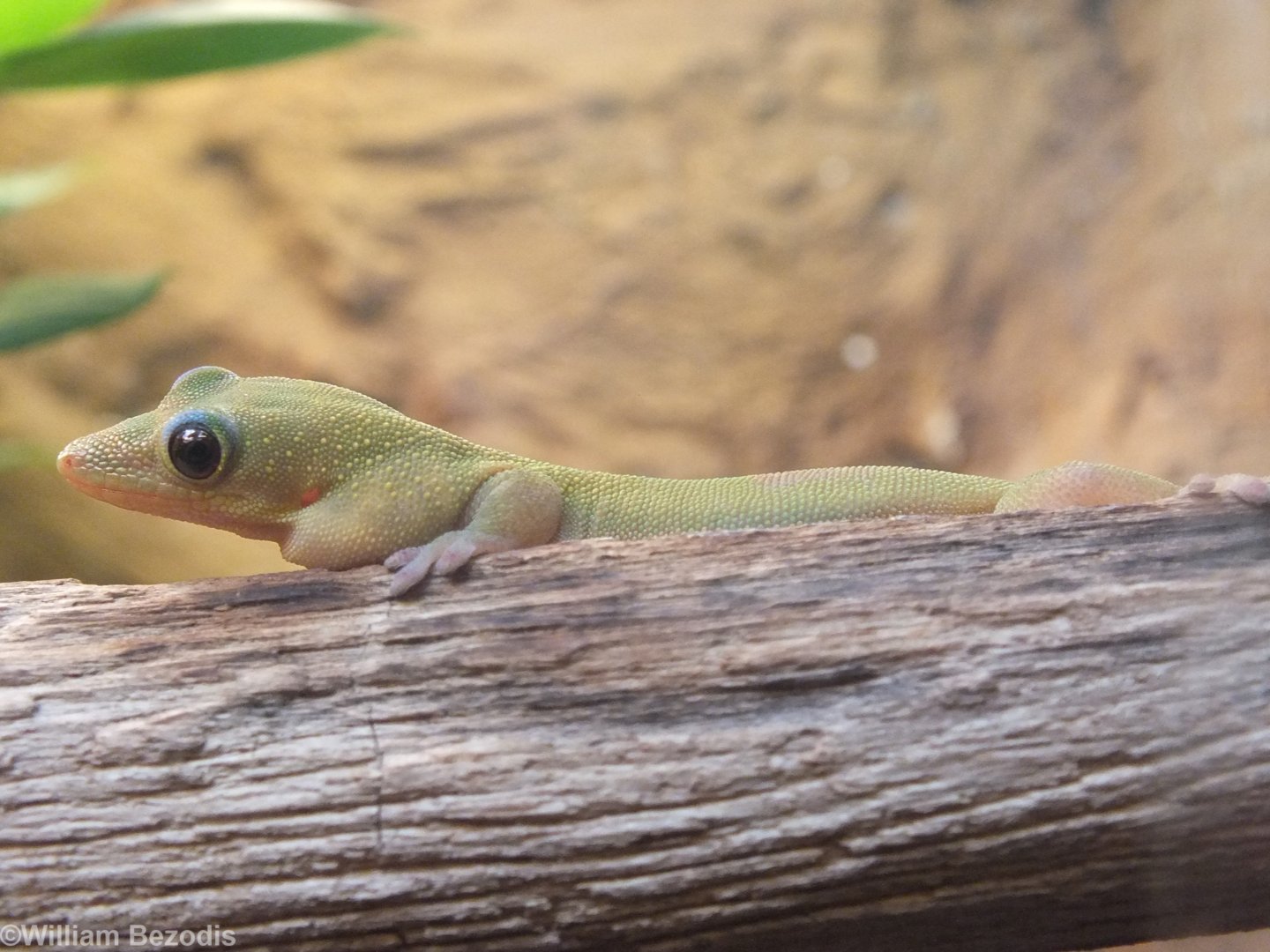 Broad-tailed Day-gecko - Wroclaw Zoo Terrarium