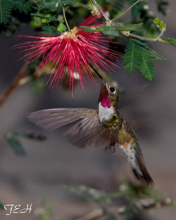 broad tailed hummingbird