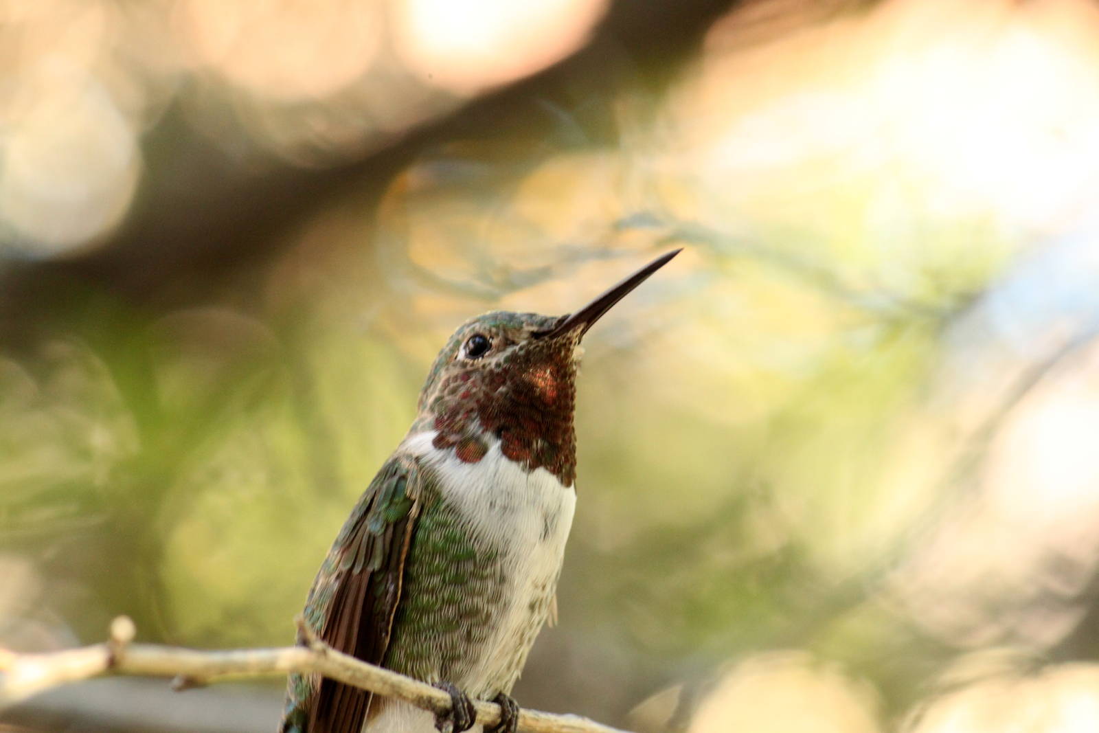 Broad-tailed Hummingbird