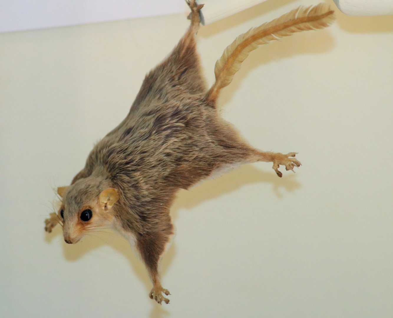 Broad-toed Feathertail Glider (Acrobates frontalis)