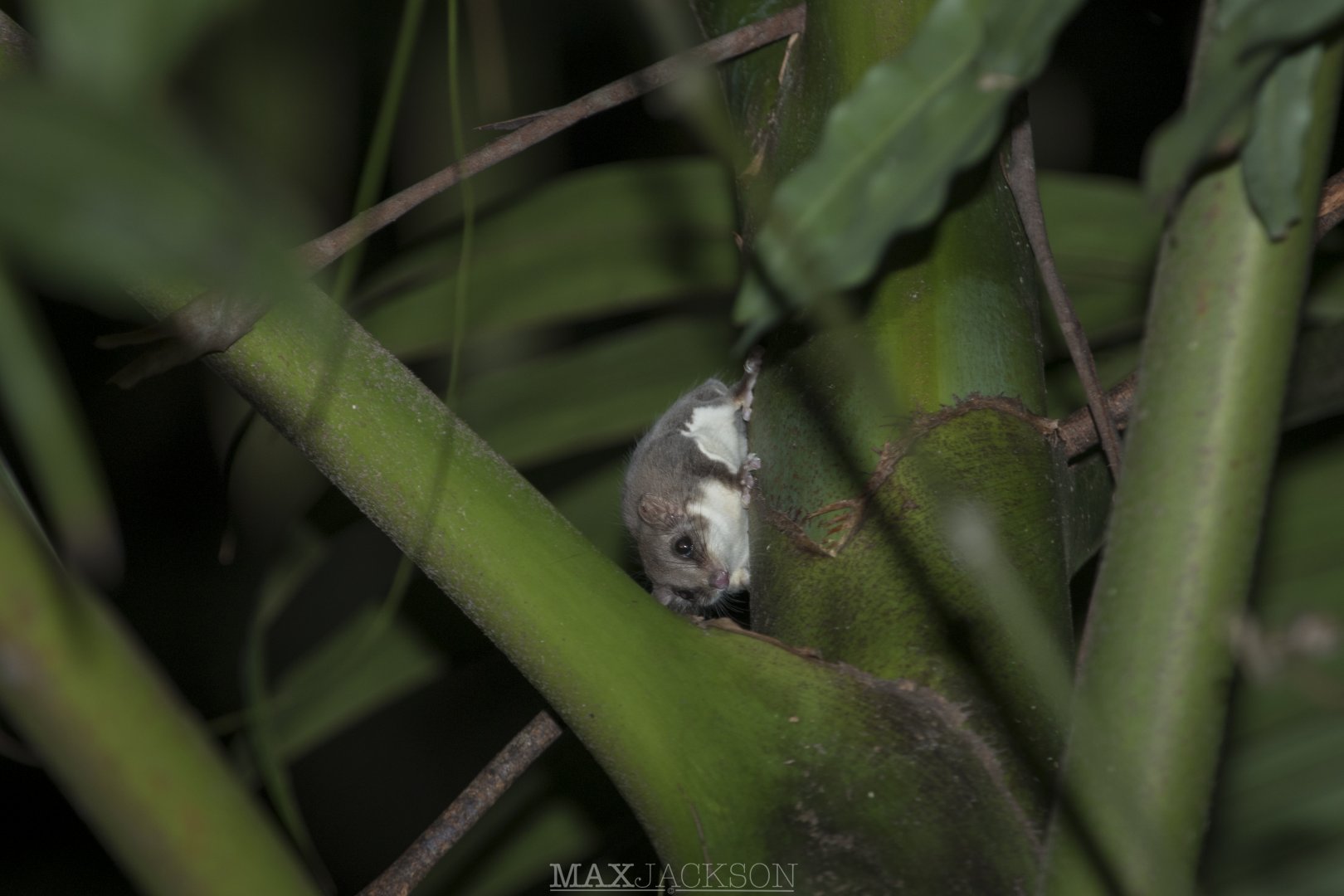 Broad-toed Feathertail Glider (Acrobates frontalis)