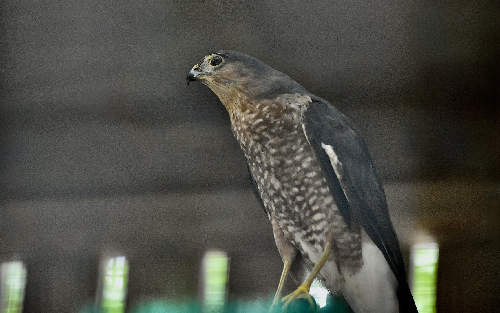 Broad-Winged Hawk (Accipiter striatus) - "Styx"