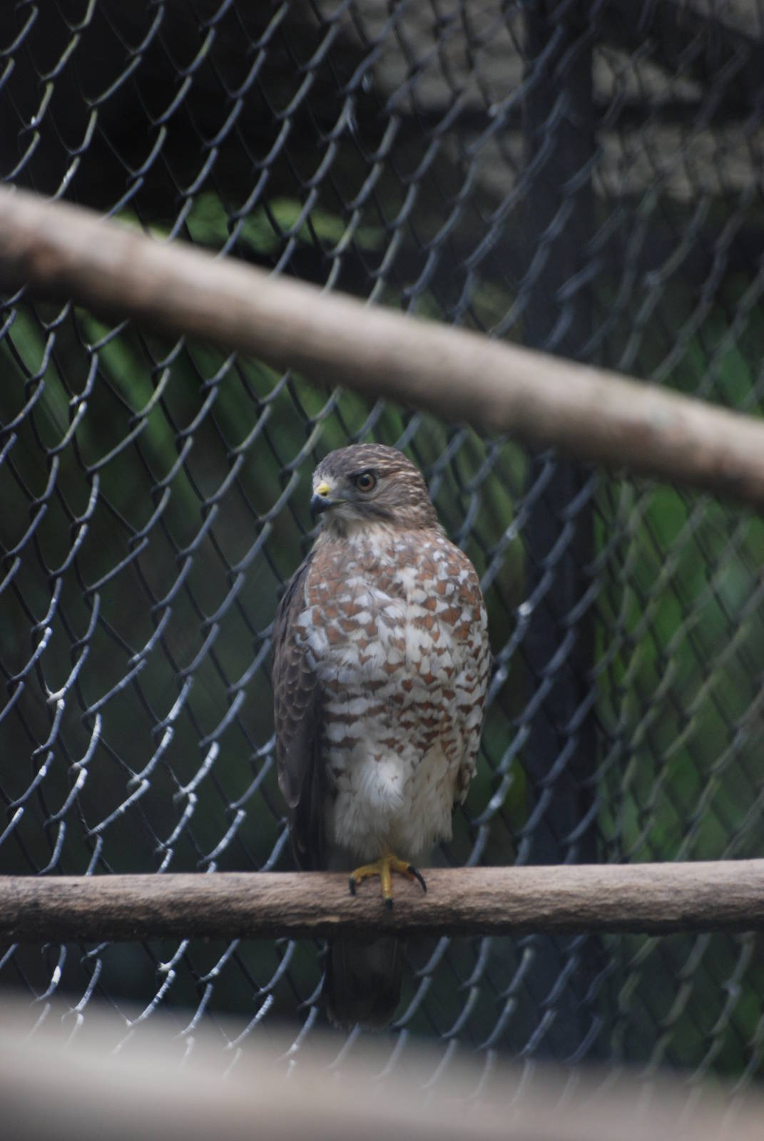 Broad-winged Hawk at Zoo Simon Bolivar, 12/04/14