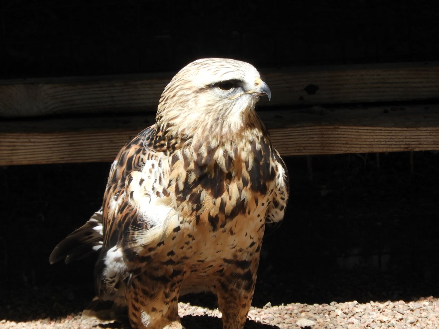 Broad-winged Hawk (Buteo platypterus)