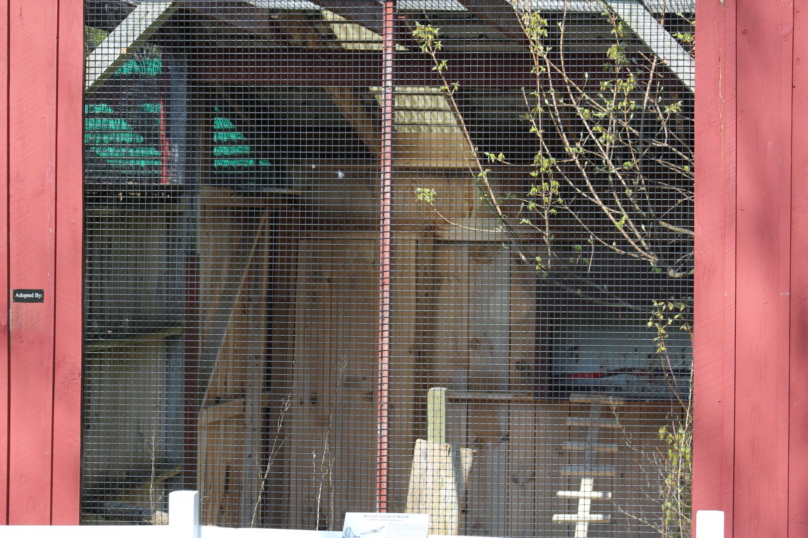 Broad-Winged Hawk Enclosure