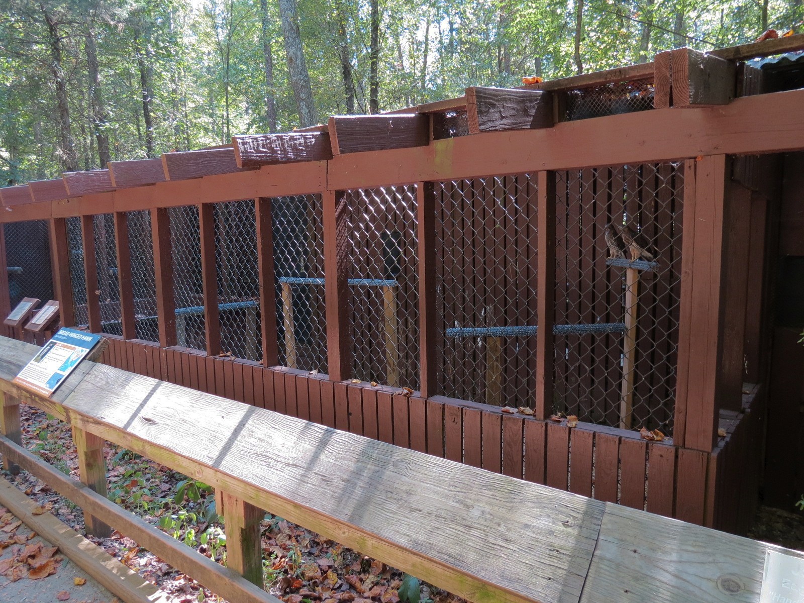Broad-winged Hawk Exhibit