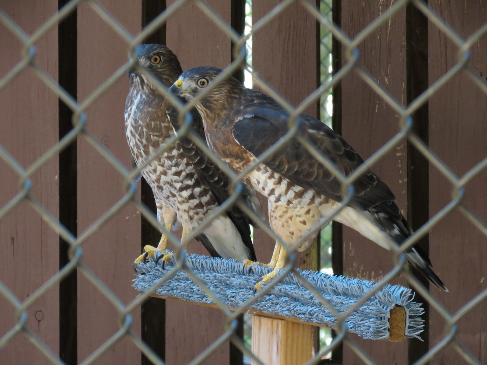 Broad-winged Hawk Exhibit