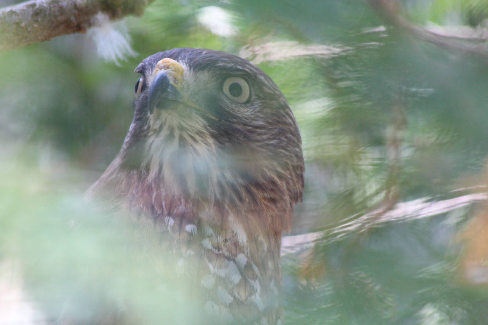 Broad-winged Hawk - June 2016