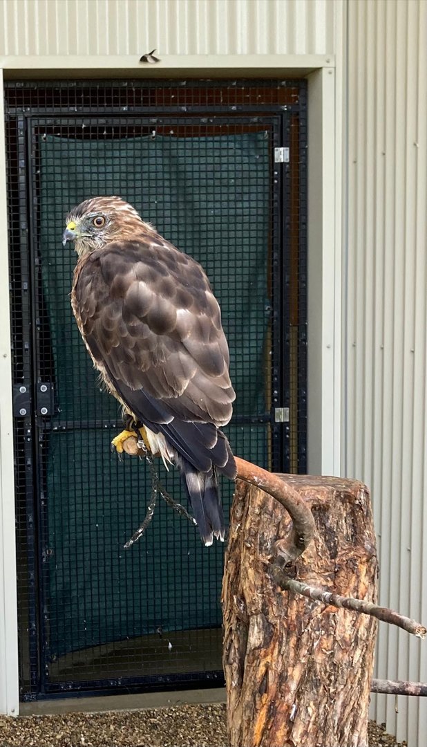 Broad Winged Hawk (Outdoor Discovery Center, Holland MI, 8/8/23)