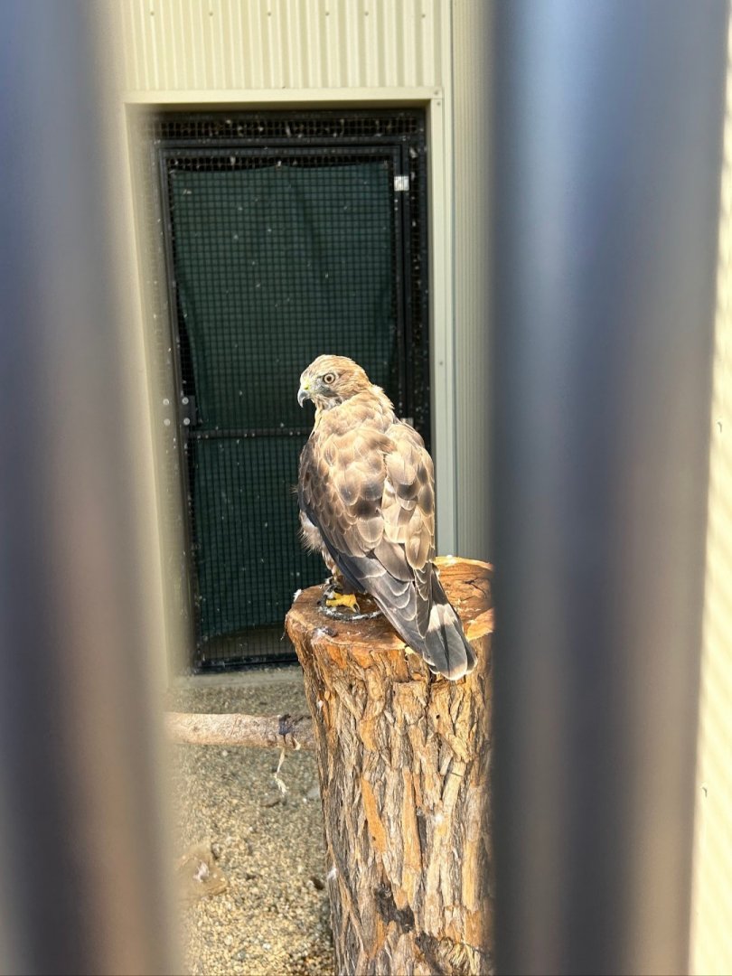 Broad-Winged Hawk (Outdoor Discovery Center, Holland, MI, 8/8/25)