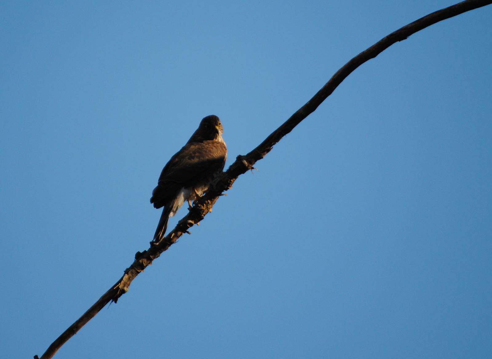Broad-Winged Hawk