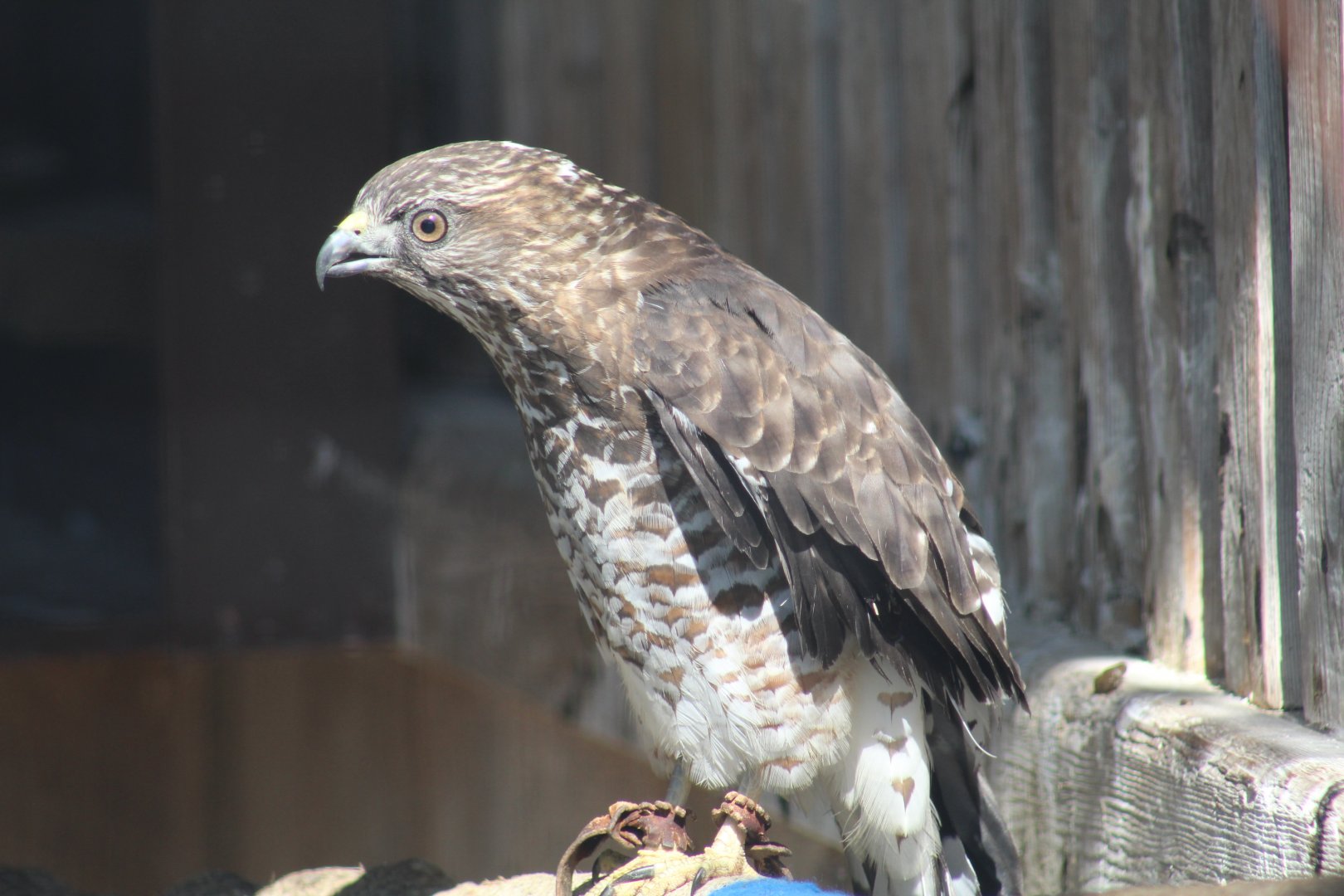 Broad-Winged Hawk