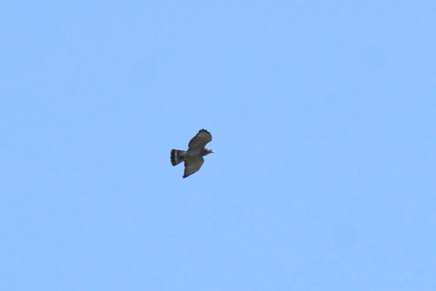 Broad-winged Hawk