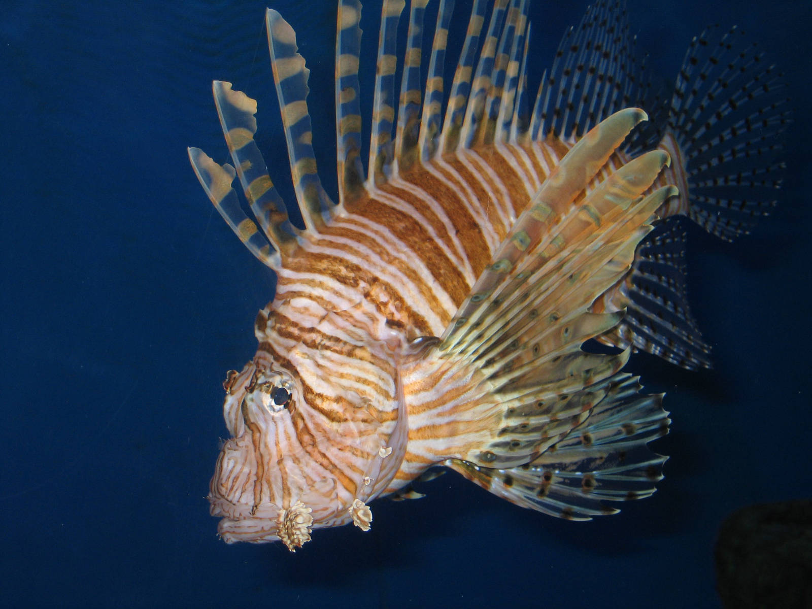 Broadbarred Firefish - Beijing Zoo Aquarium