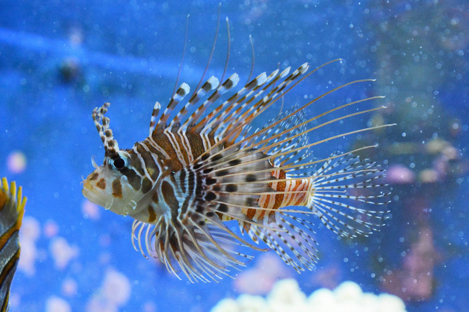 Broadbarred firefish (Pterois antennata)