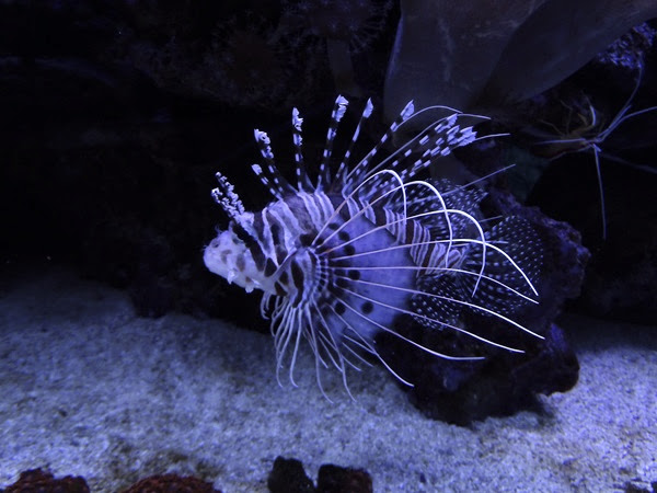 Broadbarred firefish (Pterois antennata)
