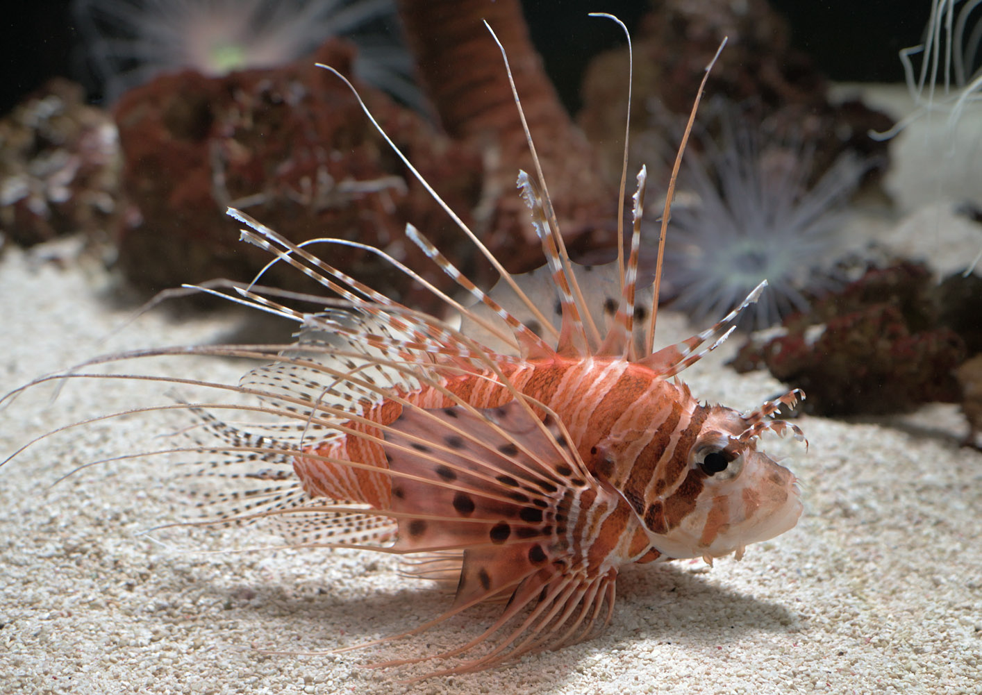 Broadbarred lionfish