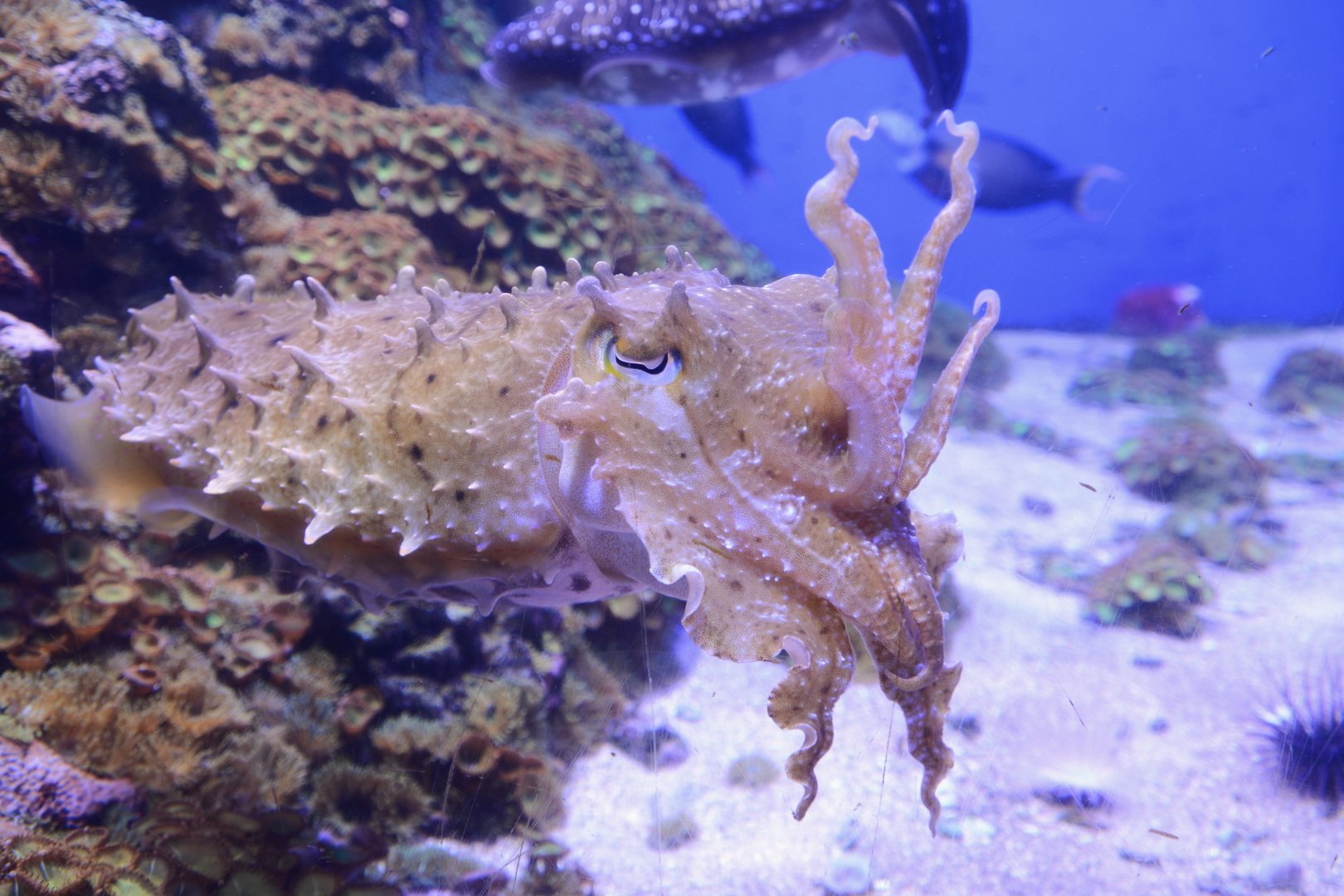 Broadclub cuttlefish (Sepia latimanus)