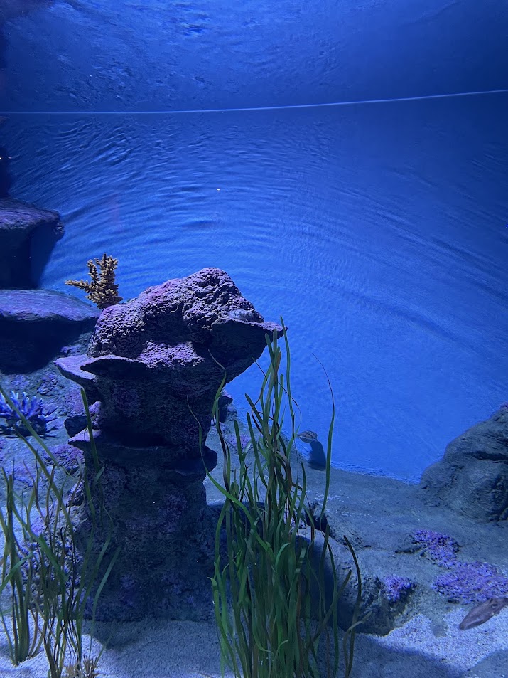 Broadclub Cuttlefish (Sepia latimanus)