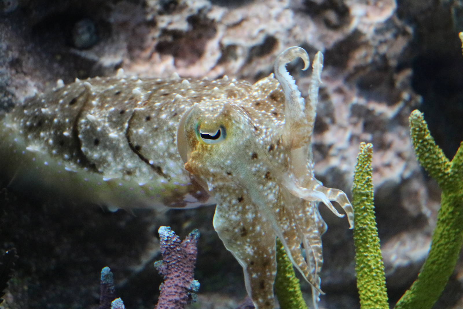 Broadclub cuttlefish - Sunshine Aquarium Tokyo, February 2016
