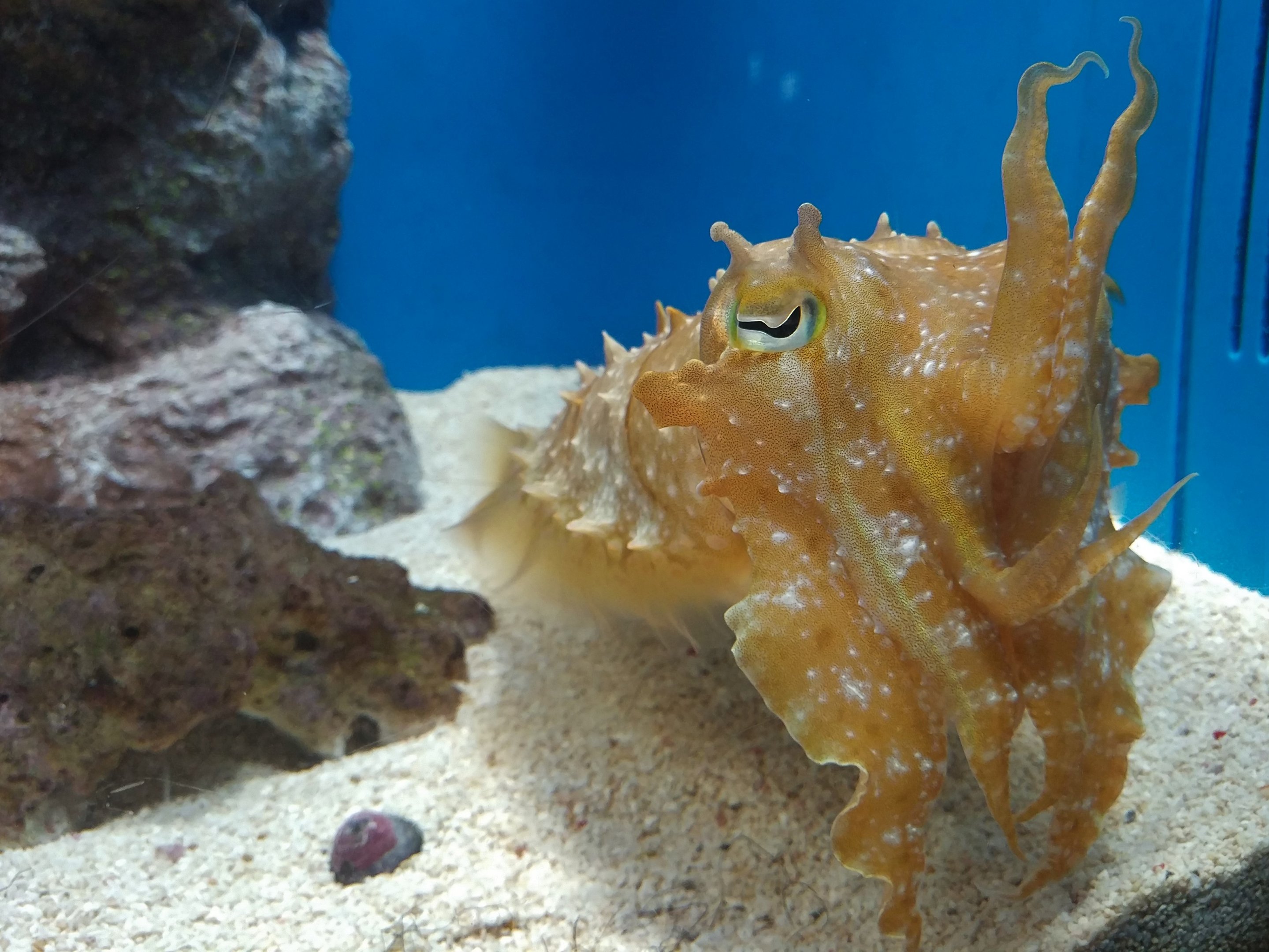 Broadclub Cuttlefish