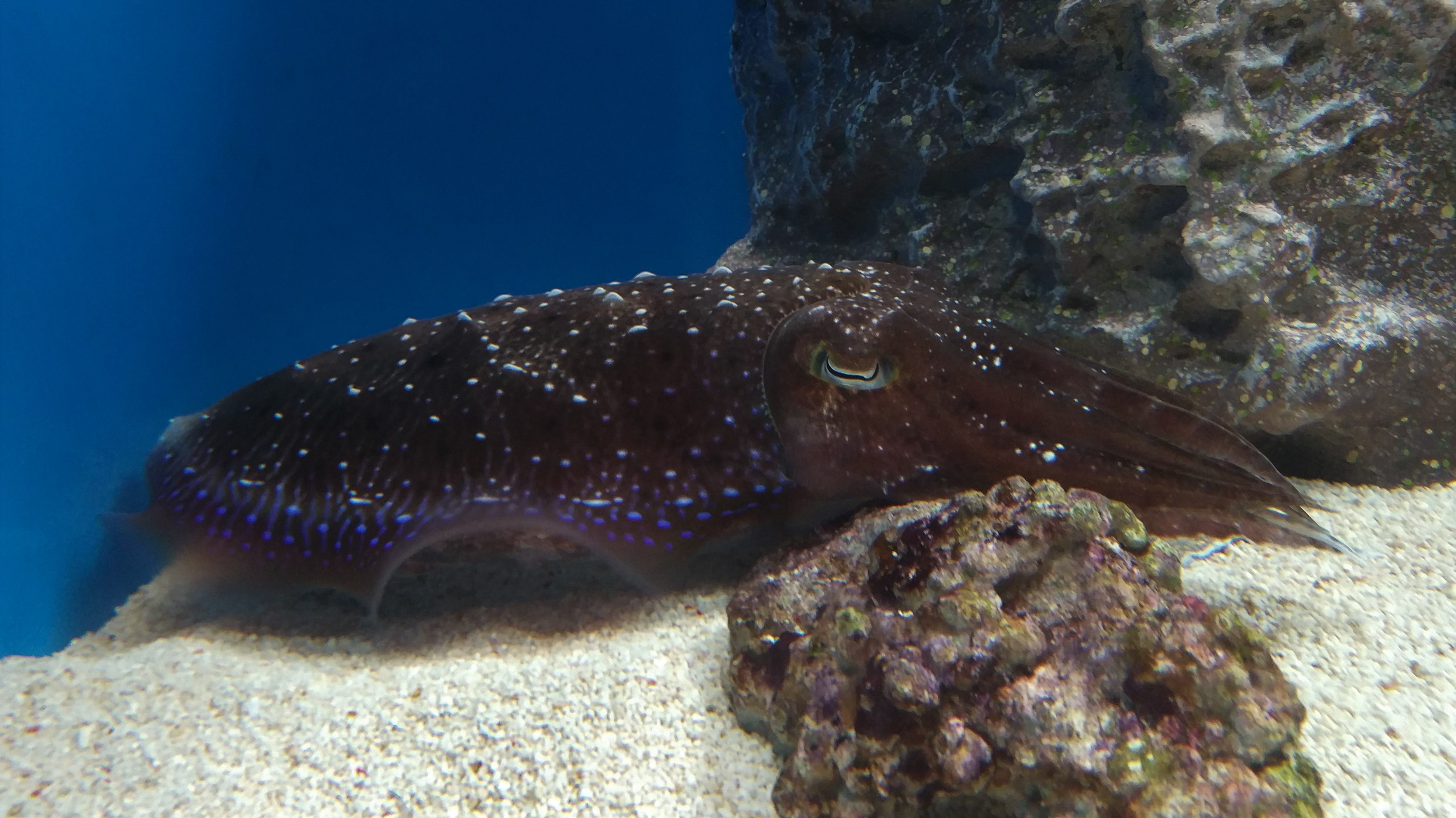 Broadclub Cuttlefish?