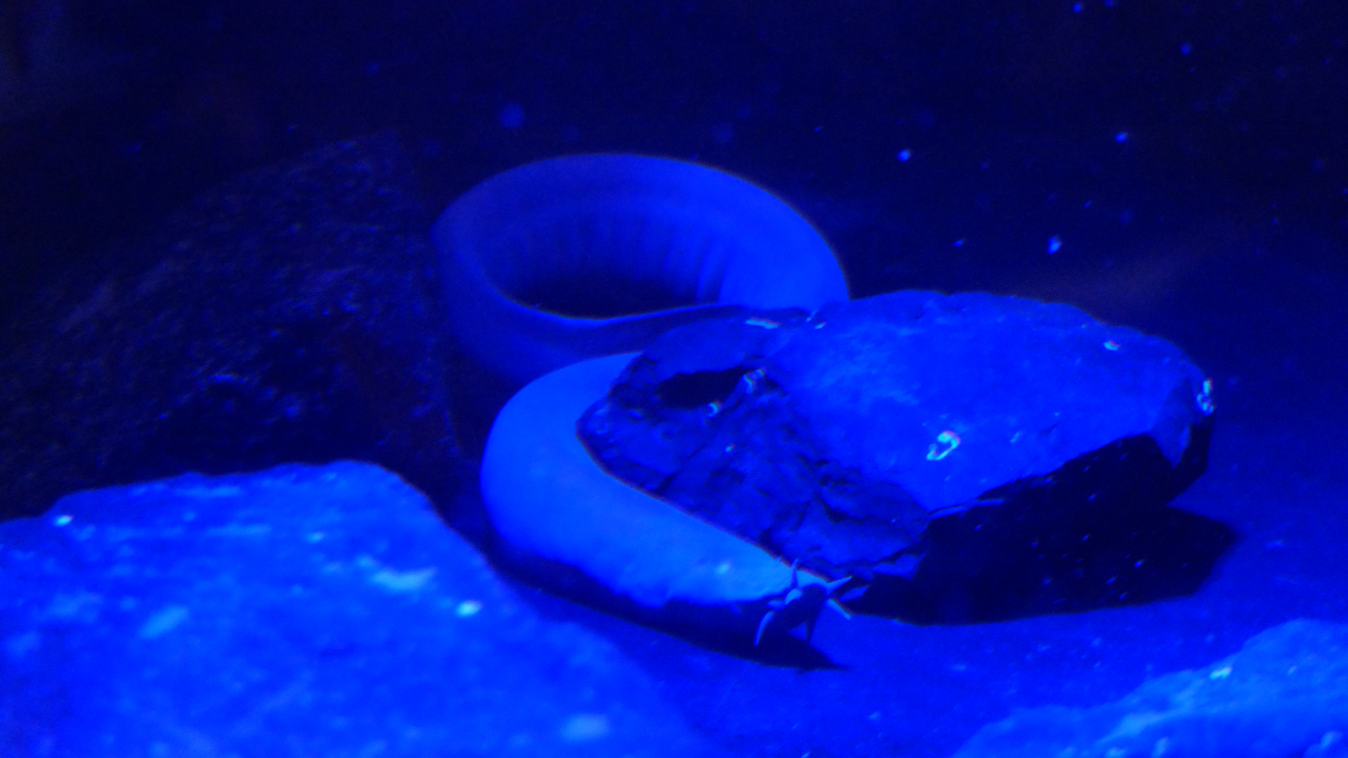 Broadgilled Hagfish