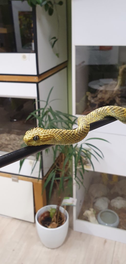 Broadley's Bush viper