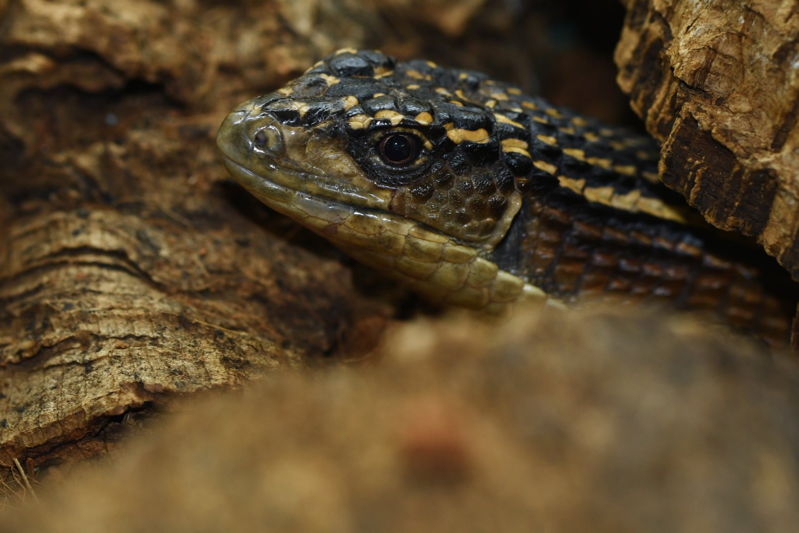 Broadleysaurus major