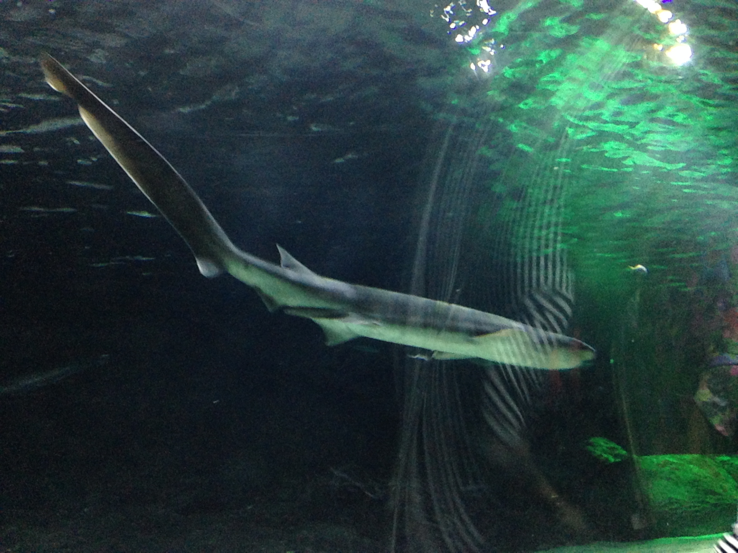 Broadnose Sevengill Shark - Kelly Tarlton's 2015