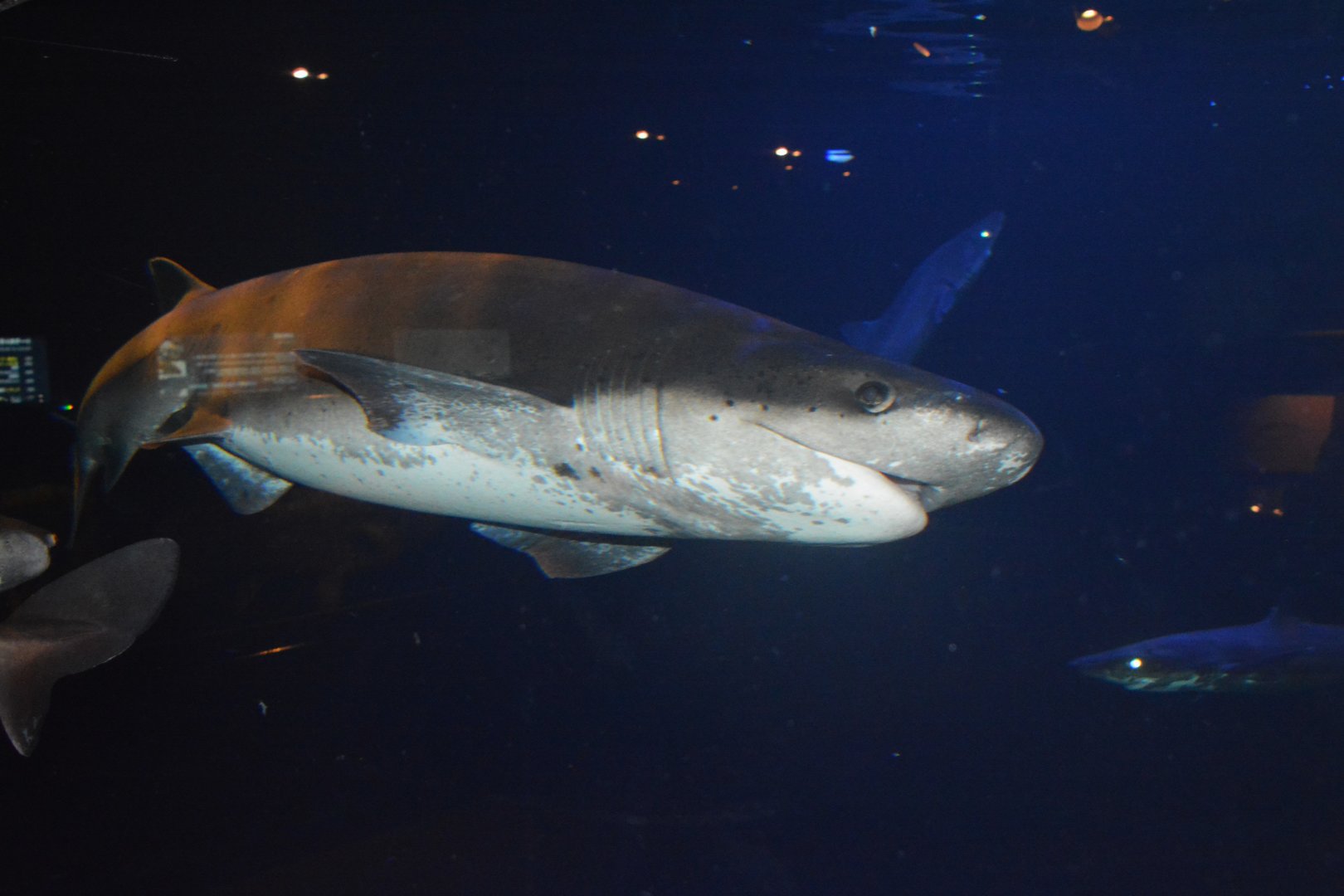 Broadnose sevengill shark (Notorynchus cepedianus)