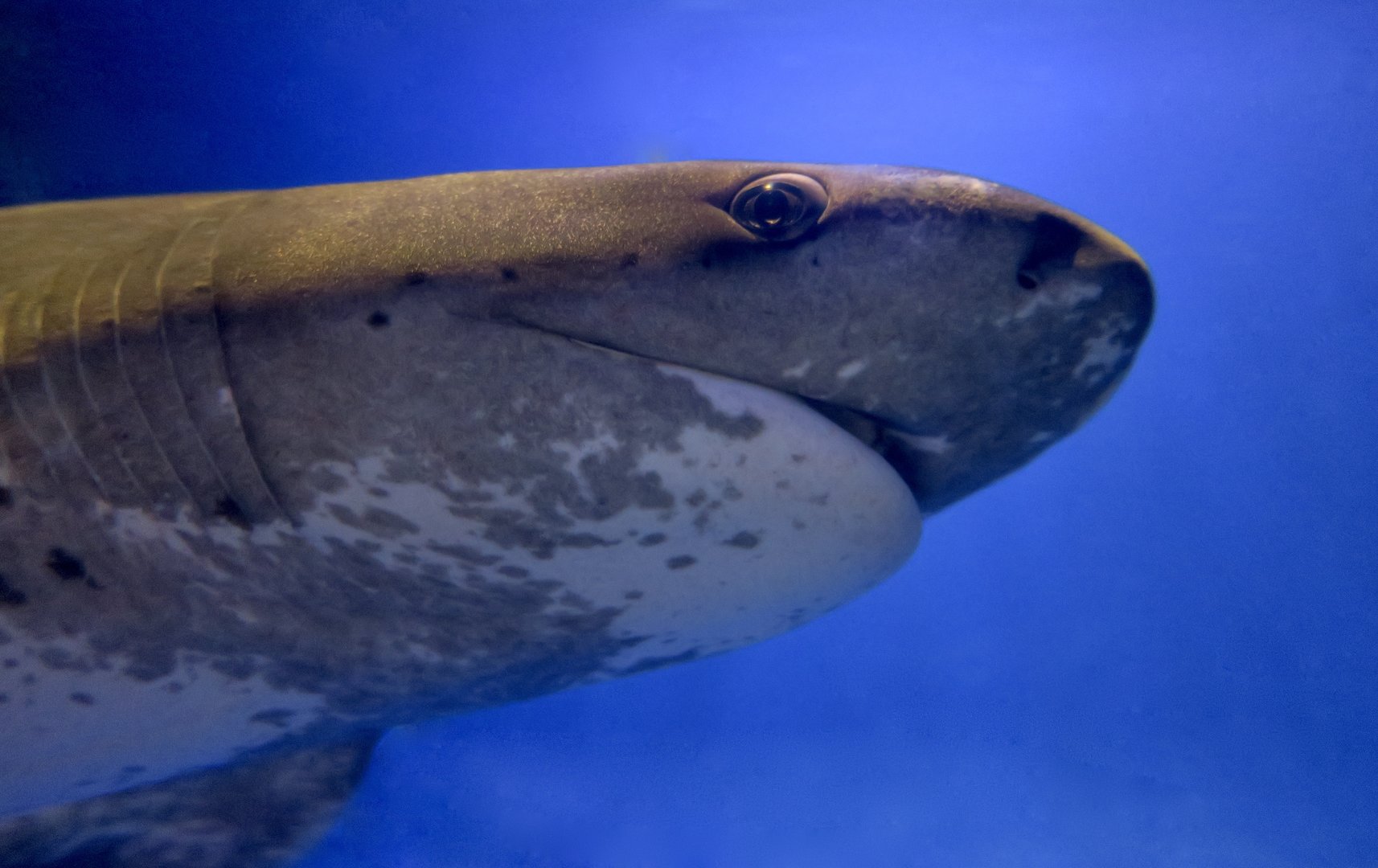 Broadnose Sevengill Shark (Notorynchus cepedianus)