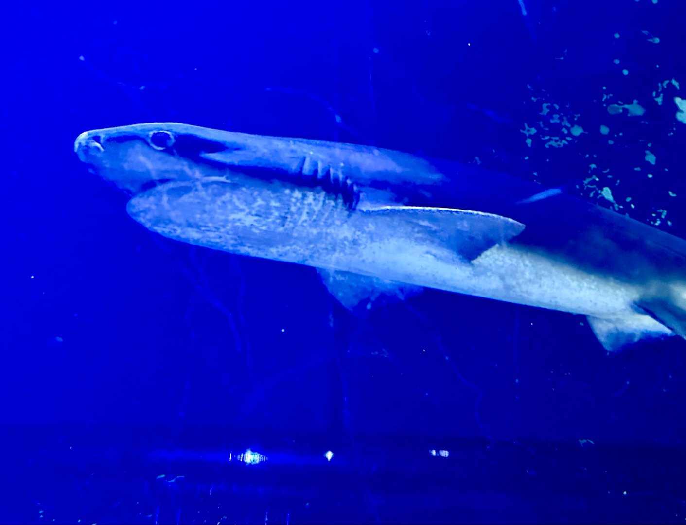 Broadnose sevengill shark (Notorynchus cepedianus)