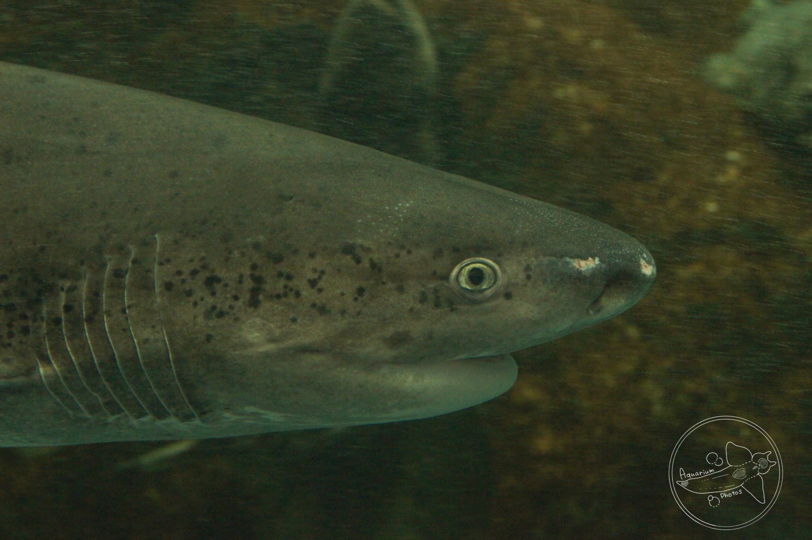 Broadnose Sevengill Shark (Notorynchus cepedianus)