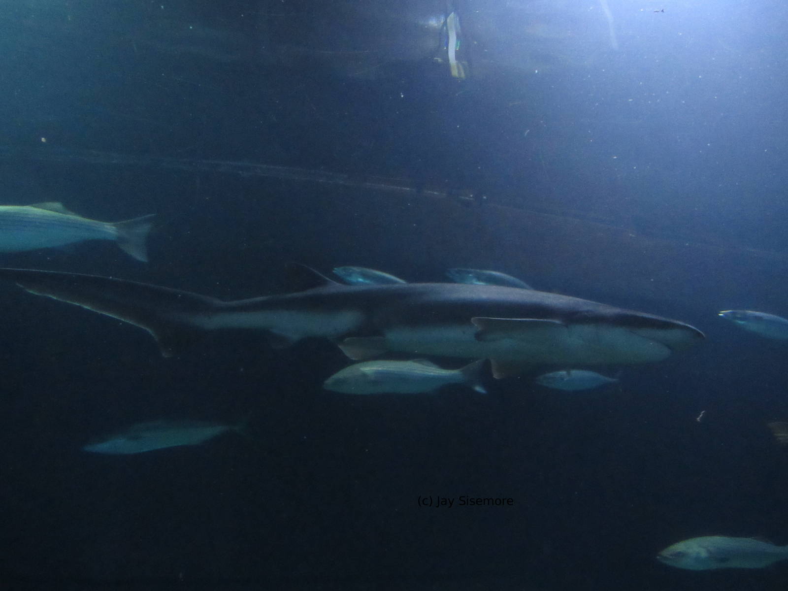 Broadnose Sevengill Shark