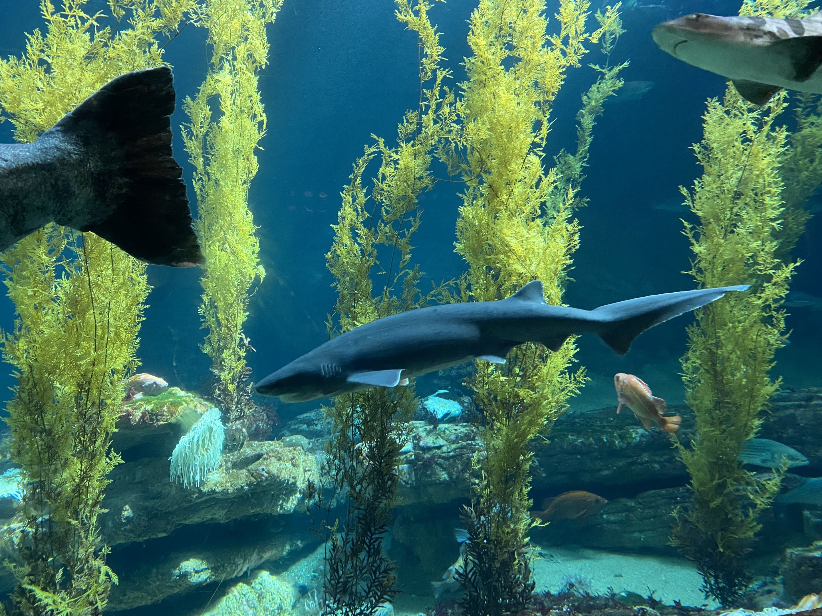 Broadnose Sevengill Shark