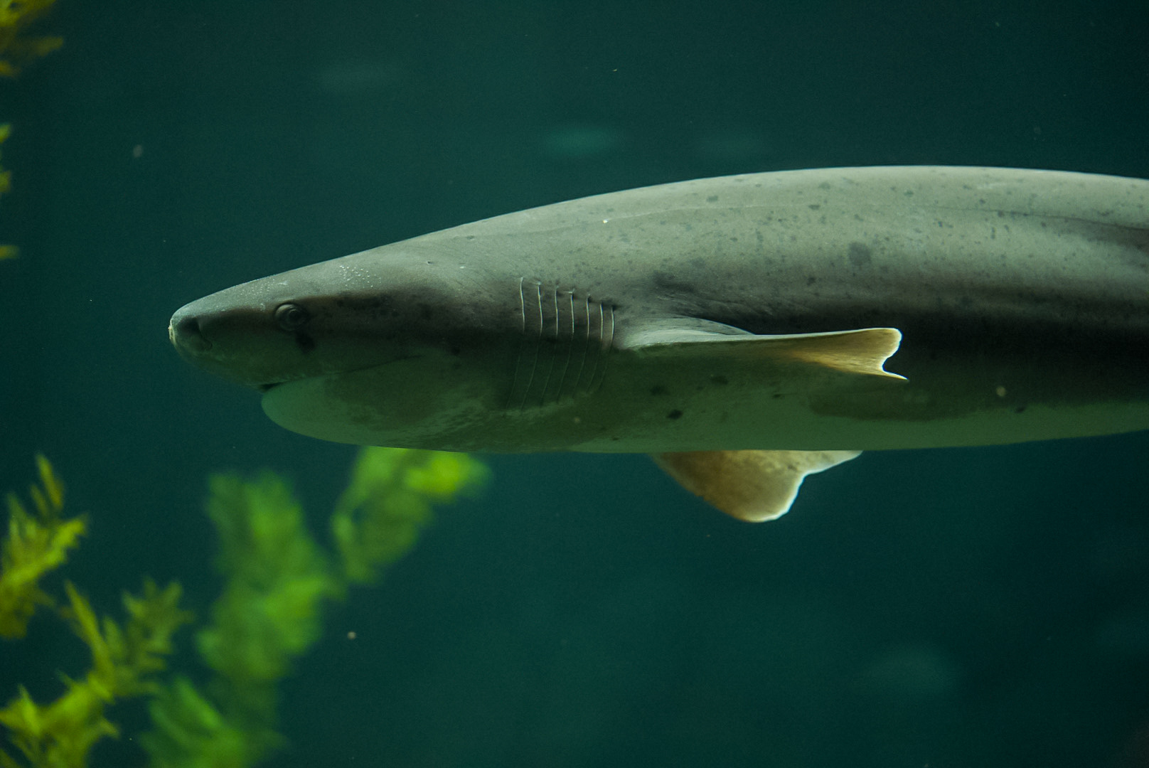 Broadnose Sevengill Shark