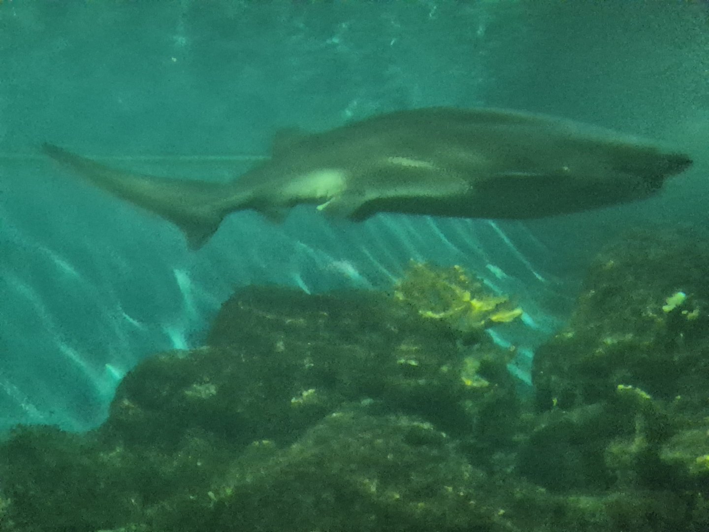 Broadnose sevengill shark