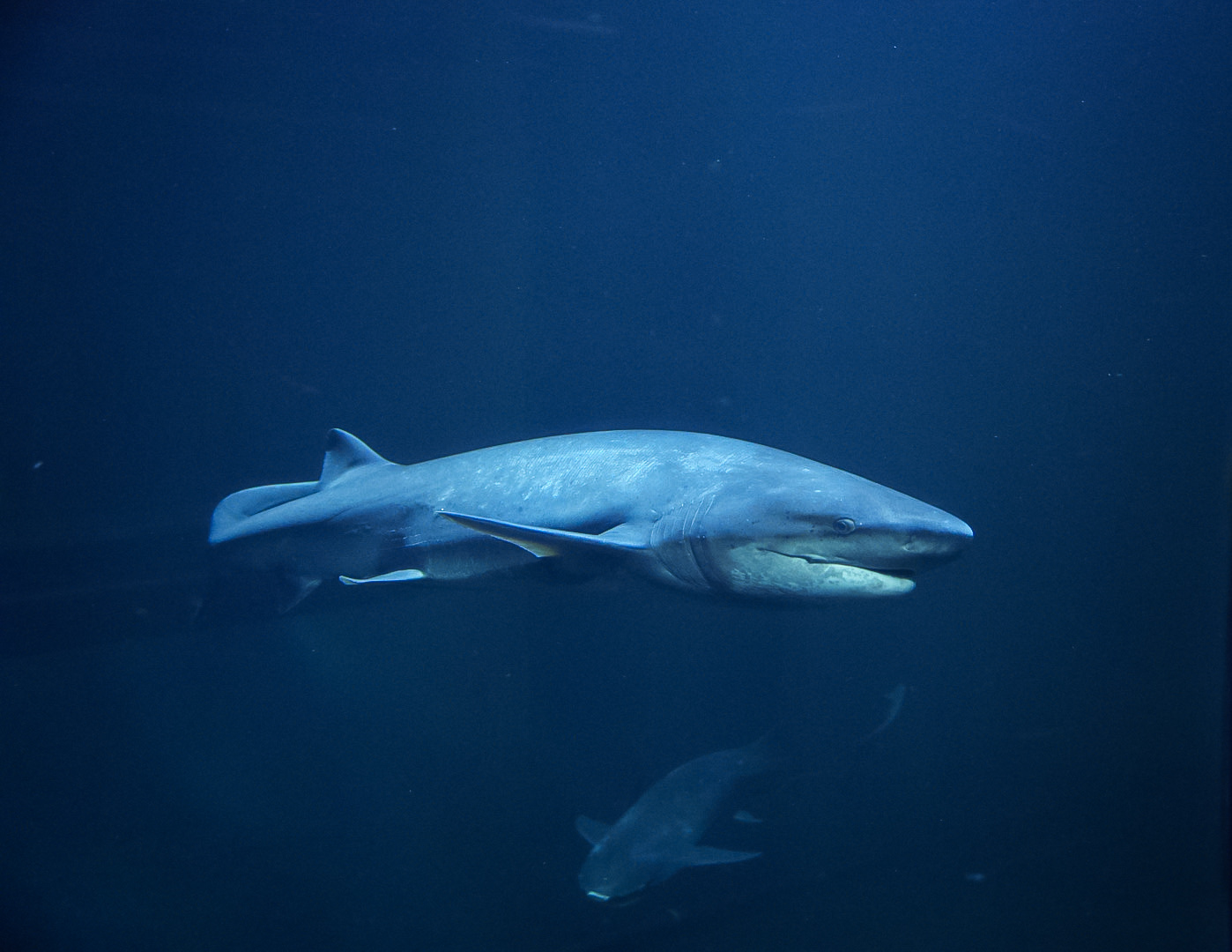 Broadnose Sevengill Shark