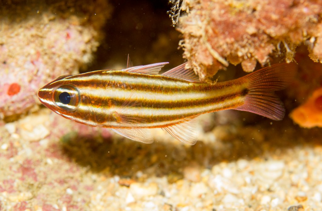 Broadstripe Cardinalfish