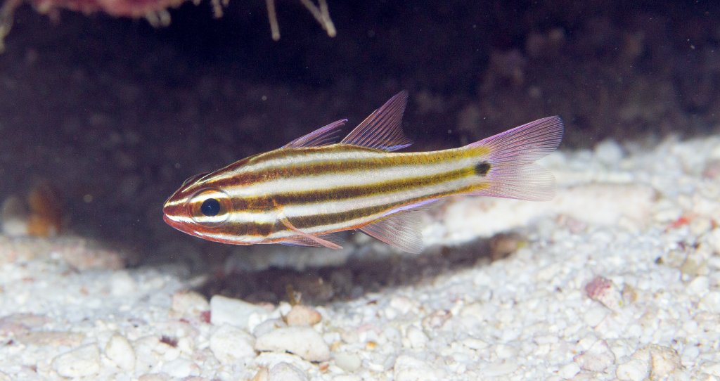 Broadstripe Cardinalfish