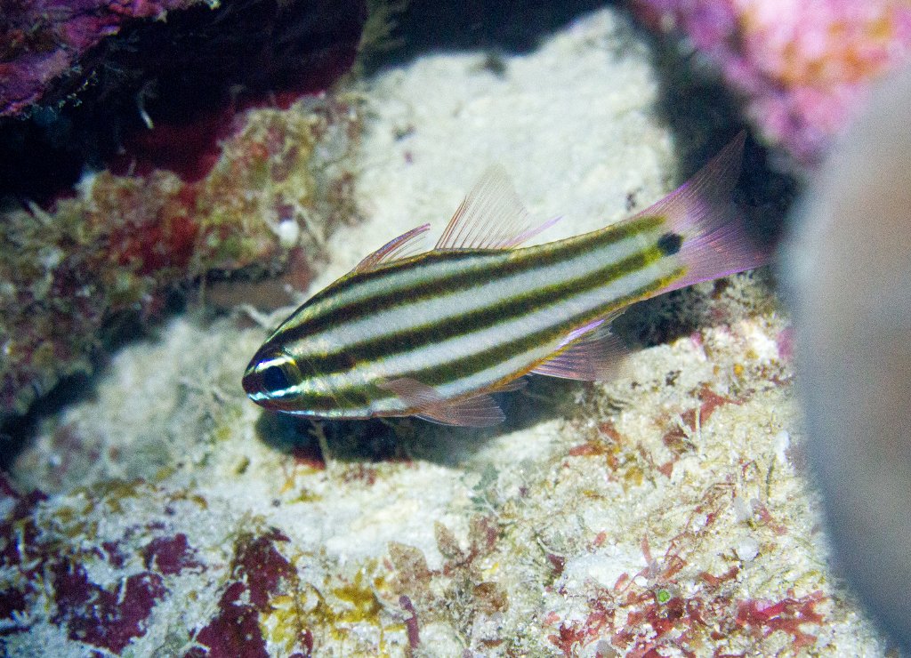 Broadstripe Cardinalfish