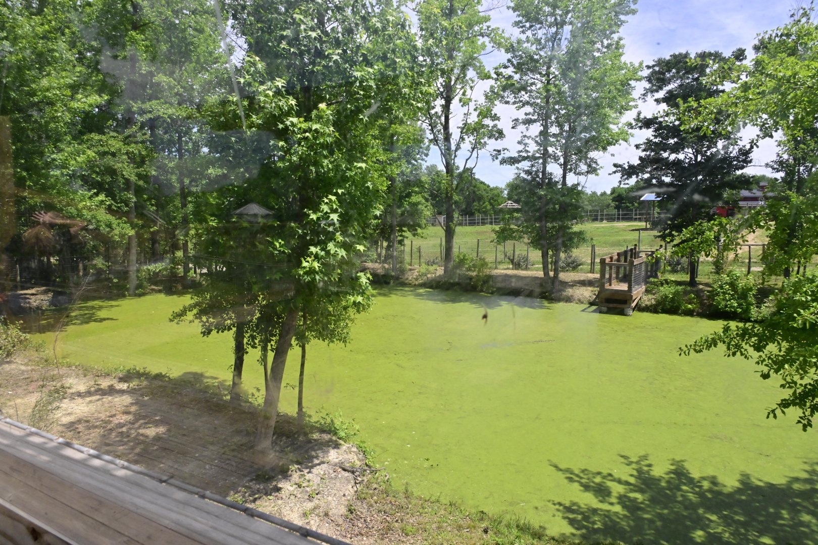Broadway Zoological Park - American Alligator (Alligator mississippiensis) Exhibit