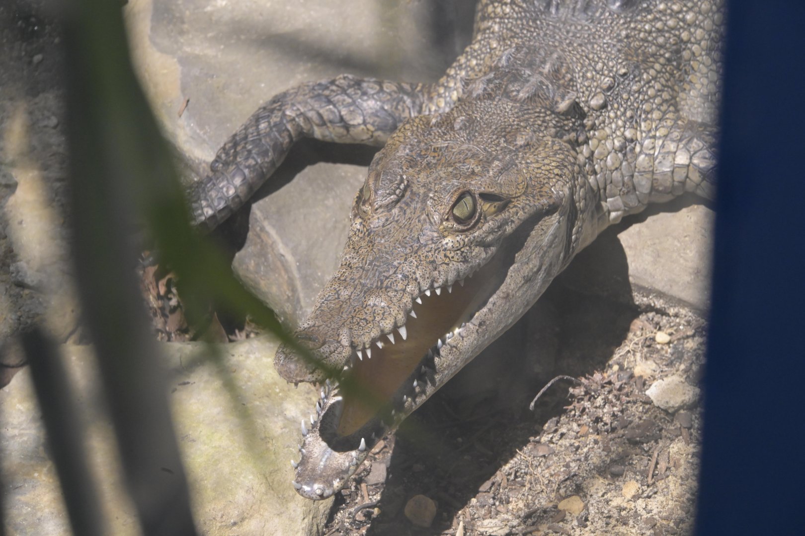 Broadway Zoological Park - American Crocodile (Crocodylus acutus)
