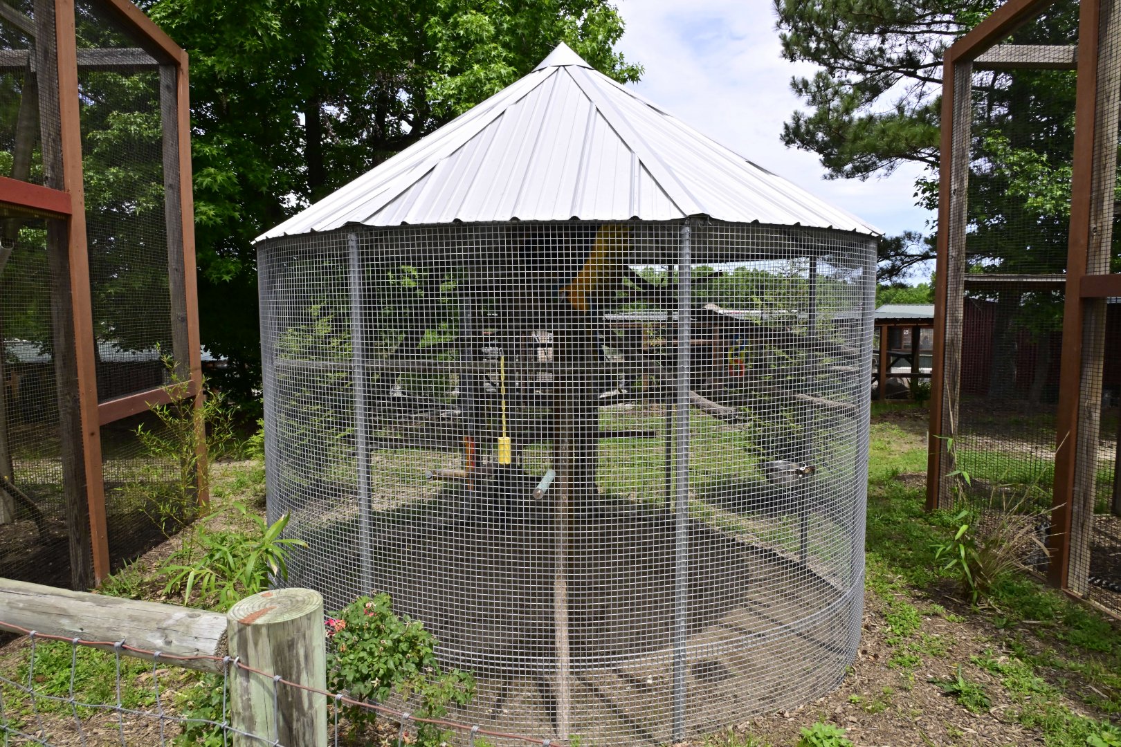 Broadway Zoological Park - Blue-and-yellow Macaw (Ara ararauna) Exhibit