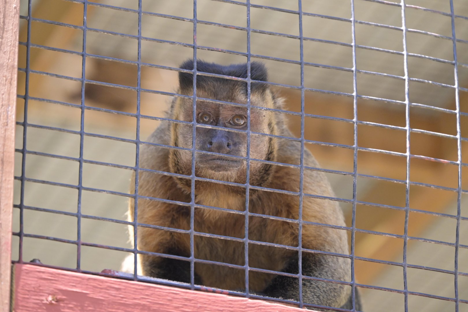 Broadway Zoological Park - Brown Capuchin (Sapajus apella)