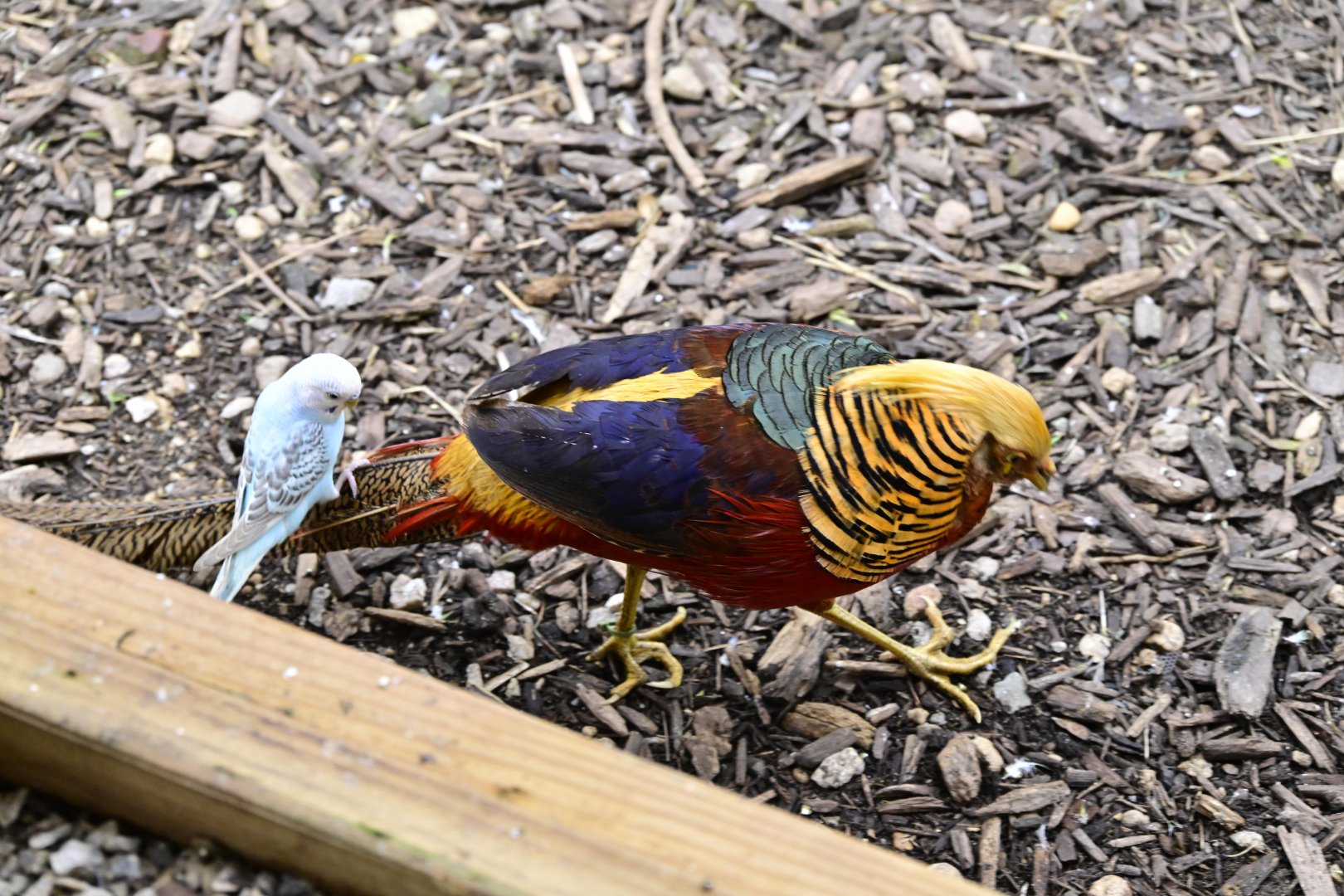 Broadway Zoological Park - Budgie Aviary - Golden Pheasant (Chrysolophus pictus) with Budgie hitchhiker